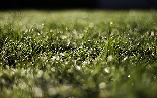 selective photography of green grass with dew drops HD wallpaper